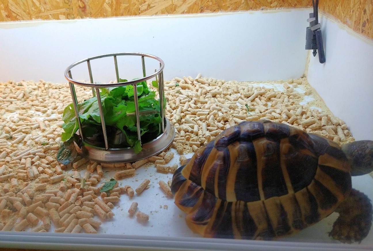 ノゲシとは 動植物の人気 最新記事を集めました はてな