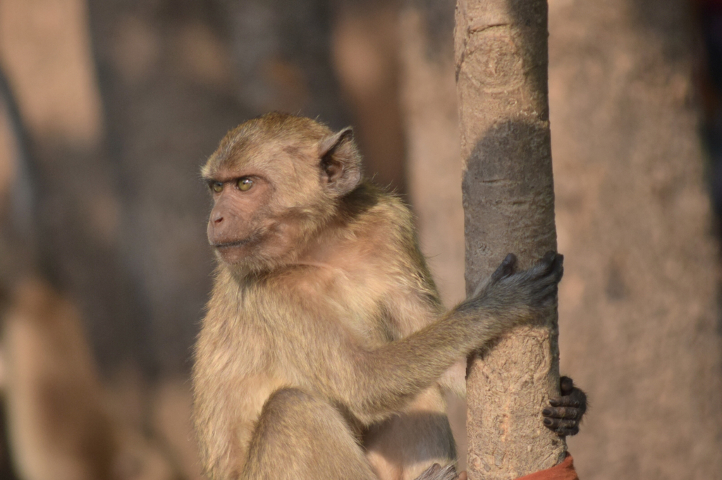 f:id:chuyan20:20171017120349j:plain