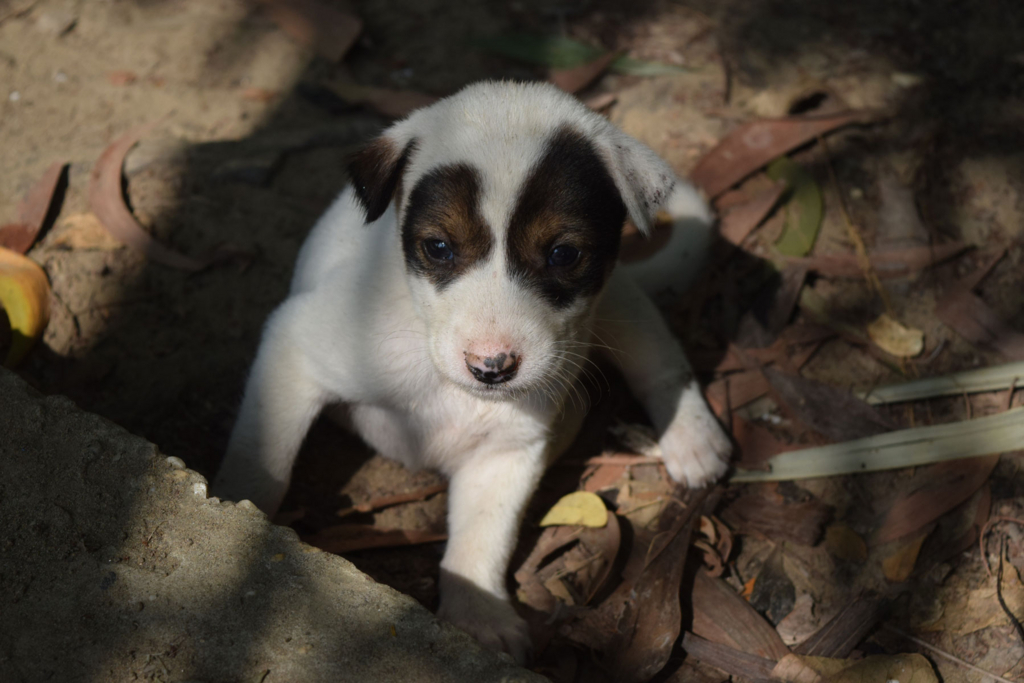 f:id:chuyan20:20171209211157j:plain