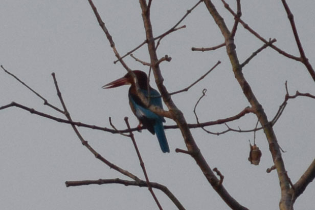 f:id:chuyan20:20171209212733j:plain