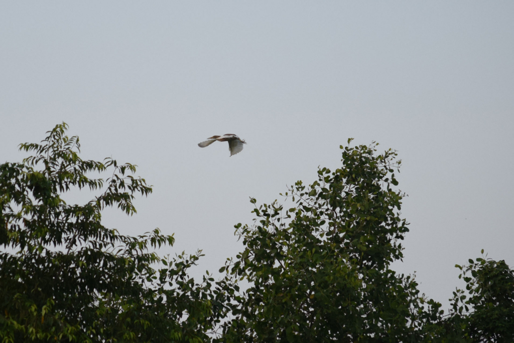 f:id:chuyan20:20171209212800j:plain