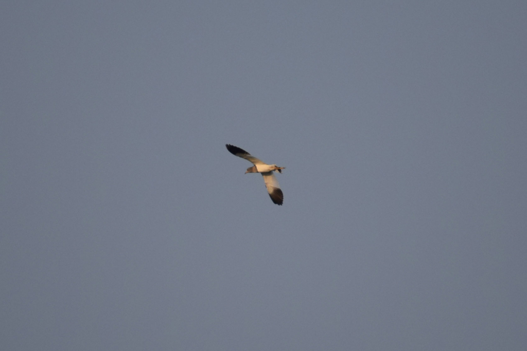 f:id:chuyan20:20171209212828j:plain