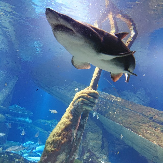 ロングアイランド水族館