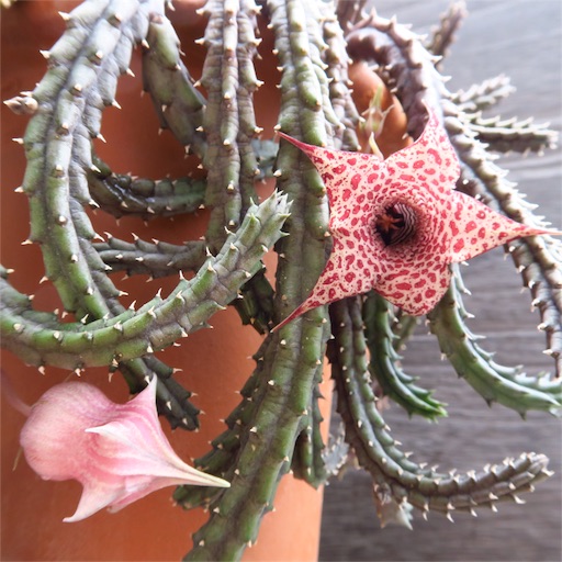 f:id:ciao_aco:20160622162855j:image f:id:ciao_aco:20160622162855j:image