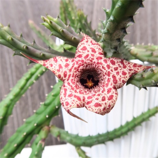 ガガイモの花たち フェルニア編 まほろば チャオの多肉ブログ ガガイモの花たち フェルニア編 まほろば チャオの多肉ブログ