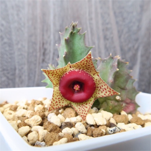 ガガイモの花たち フェルニア編 まほろば チャオの多肉ブログ ガガイモの花たち フェルニア編 まほろば チャオの多肉ブログ