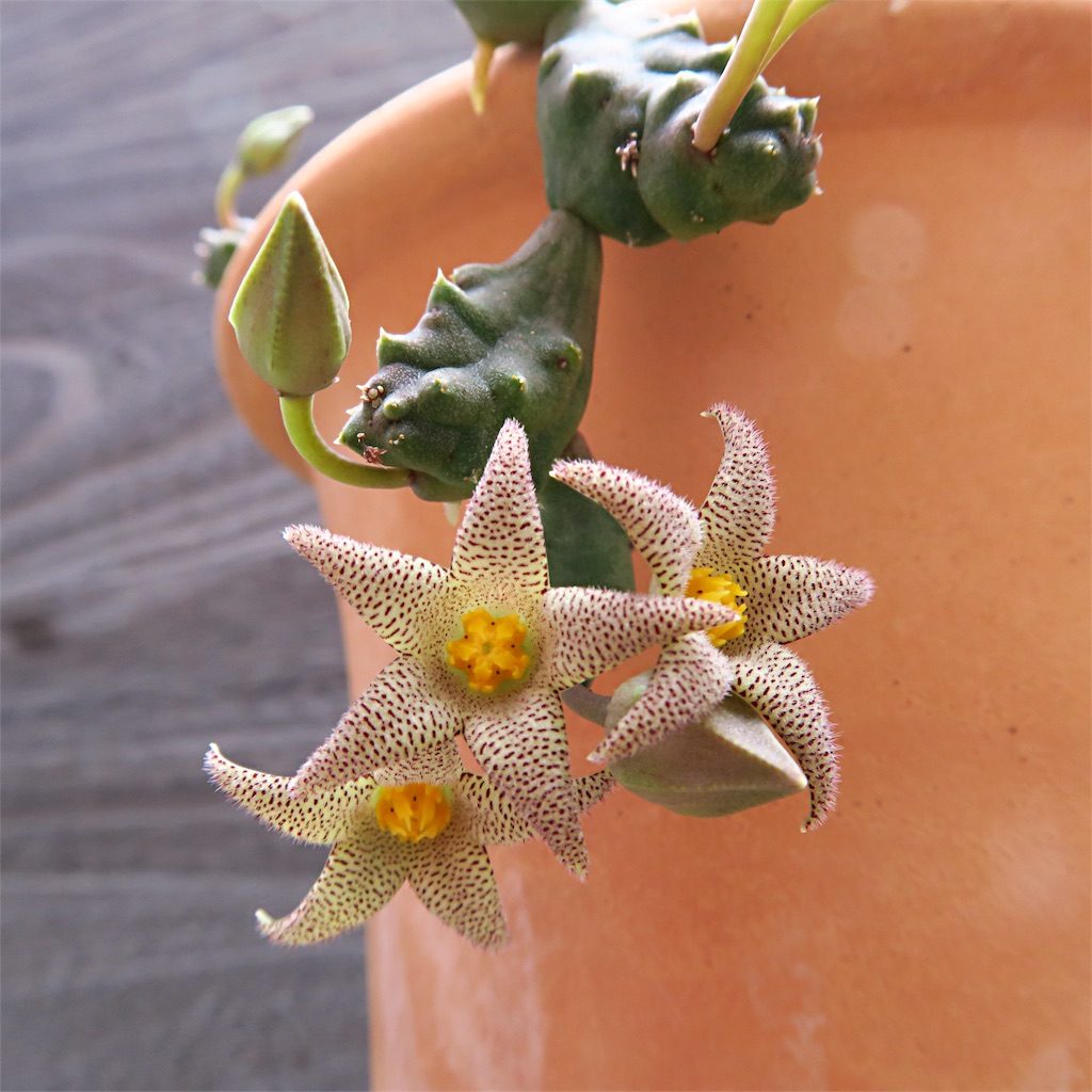 竜王角の花が咲いた フェルニア まほろば チャオの多肉ブログ