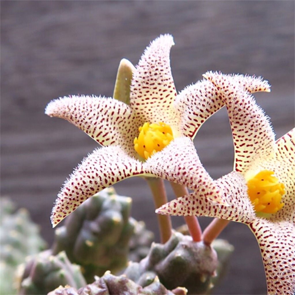 竜王角の花が咲いた フェルニア まほろば チャオの多肉ブログ