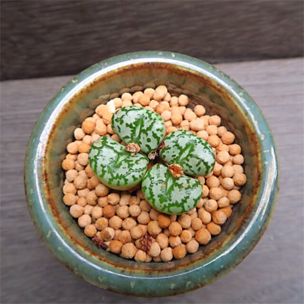 発芽確認済み)コノフィツム ペルシダム系 117種類セット 10粒