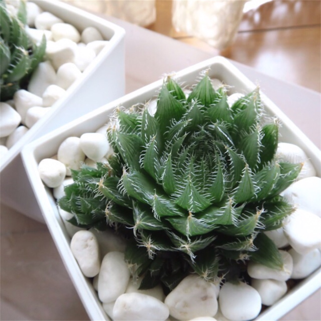 植物をお洒落に変身させてくれる化粧石 まほろば チャオの多肉ブログ