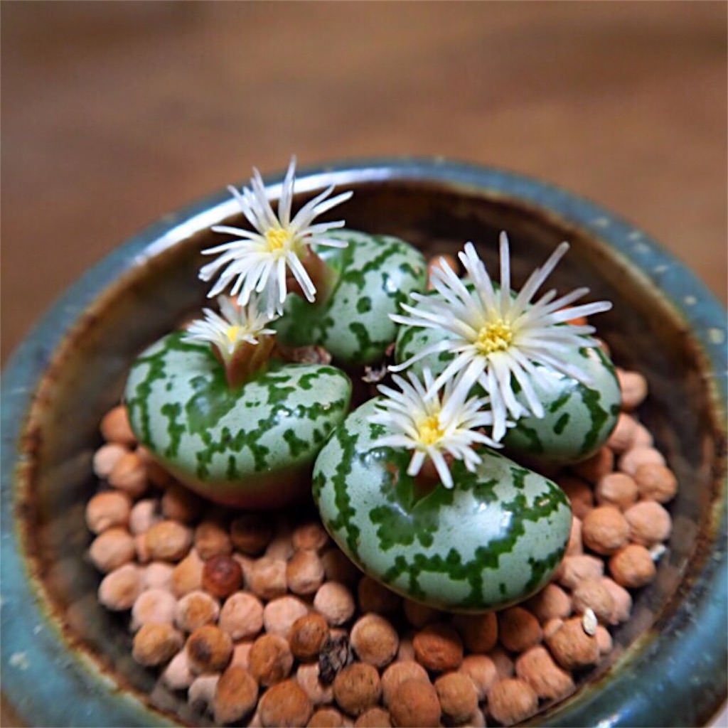 (発芽確認済み)コノフィツム　ペルシダム系　117種類セット　10粒ずつ 発芽確認済み)コノフィツム ペルシダム系 117種類セット 10粒ずつ