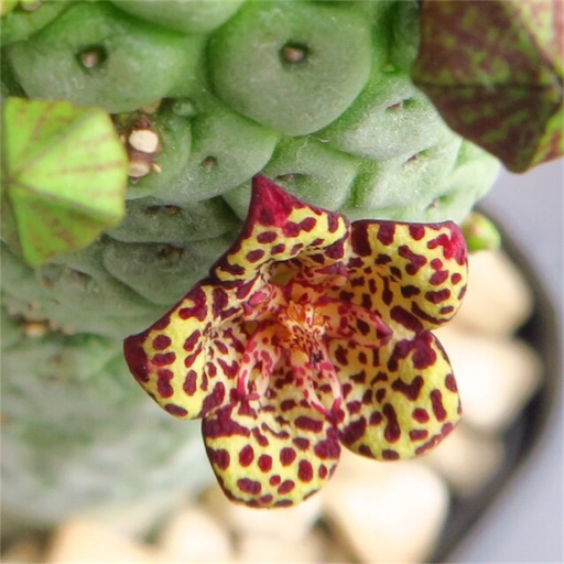 f:id:ciao_aco:20161218112456j:image f:id:ciao_aco:20161218112456j:image