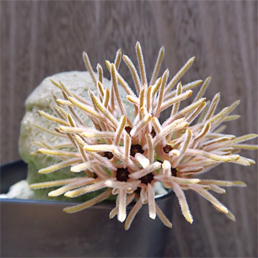 f:id:ciao_aco:20161218114007j:image f:id:ciao_aco:20161218114007j:image