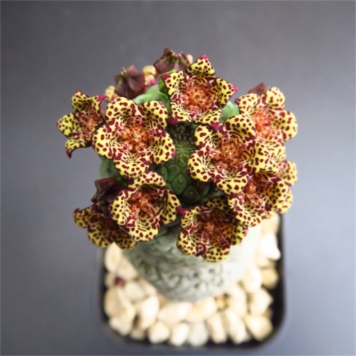 f:id:ciao_aco:20161218114142j:image f:id:ciao_aco:20161218114142j:image