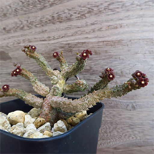 f:id:ciao_aco:20161218115513j:image f:id:ciao_aco:20161218115513j:image