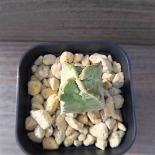 f:id:ciao_aco:20161218125654j:image f:id:ciao_aco:20161218125654j:image