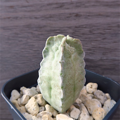 f:id:ciao_aco:20161218125700j:image f:id:ciao_aco:20161218125700j:image