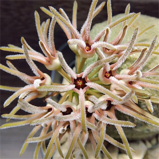 f:id:ciao_aco:20161218160411j:image f:id:ciao_aco:20161218160411j:image