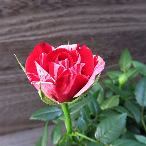 マーブル模様の花〜ポールセンローズ ジジ (Gigi)【ミニバラ