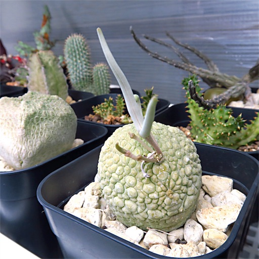 簡易温室で越冬中のガガイモたち まほろば チャオの多肉ブログ 簡易温室で越冬中のガガイモたち まほろば チャオの多肉ブログ