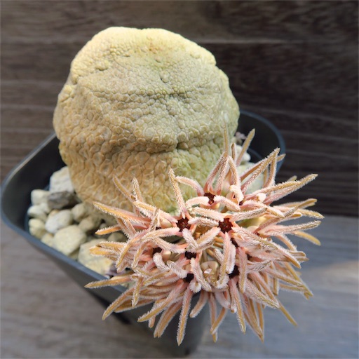 キモカワ達が開花中 - まほろば : チャオの多肉ブログ