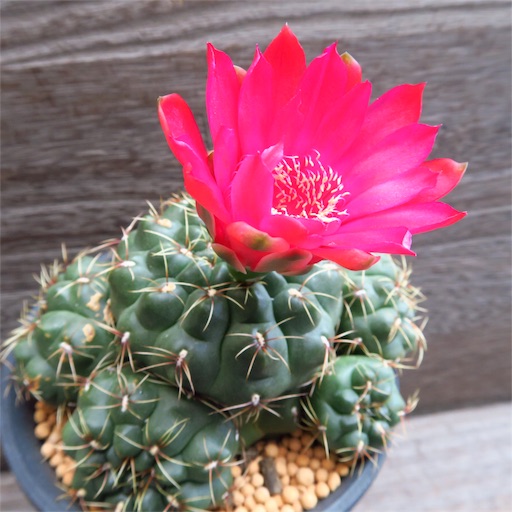 仙人掌の花【6月前半】 - まほろば : チャオの多肉ブログ