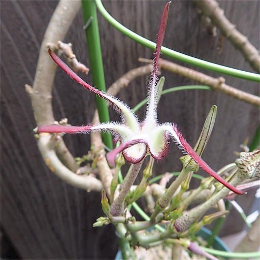 ほっそりスリムなお花 - まほろば : チャオの多肉ブログ