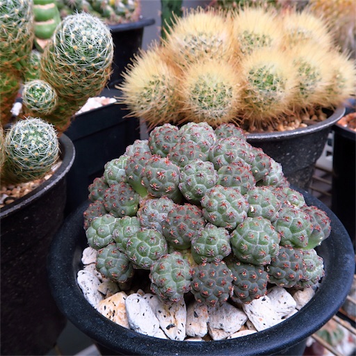 コロコロ サボテン - まほろば : チャオの多肉ブログ