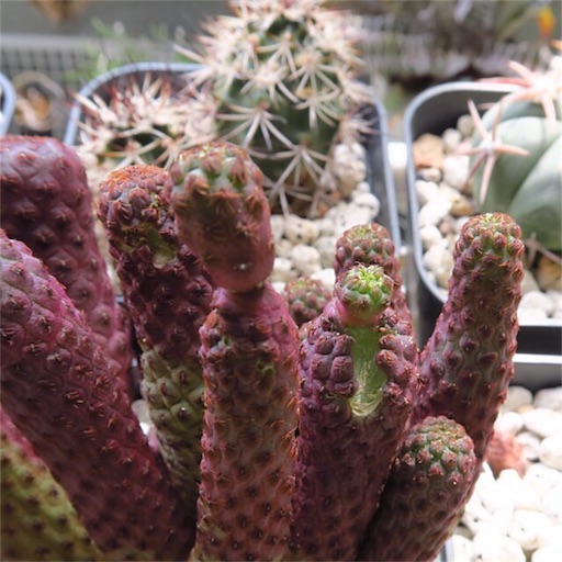 コロコロ サボテン - まほろば : チャオの多肉ブログ