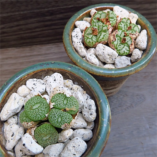 コロコロ サボテン - まほろば : チャオの多肉ブログ