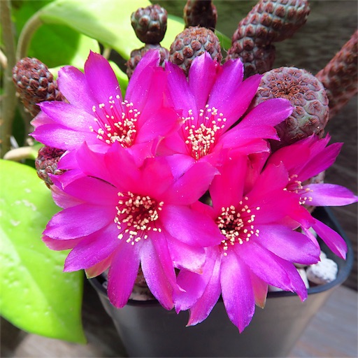 仙人掌の花 - まほろば : チャオの多肉ブログ