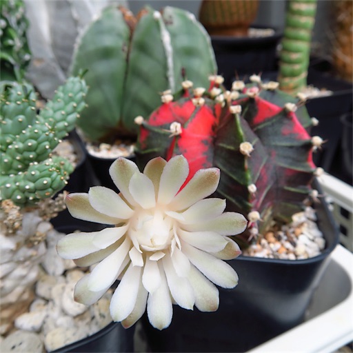 緋牡丹錦の花 - Acoの多肉ちゃん日記