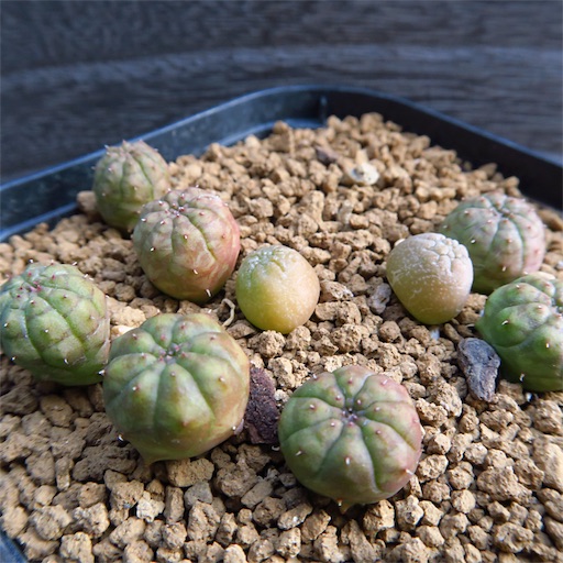 サボテン　オオマオイ オマメプランツ | Pterocactus valentinii アルゼンチン中部の乾燥林等