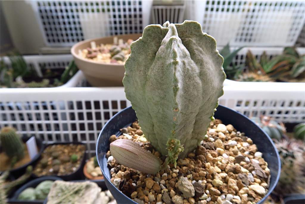 多肉植物　ホワイトスロアネア・クラサ ☆サボテン・多肉植物☆839☆Whitesloanea crassa ホワイトスロアネア