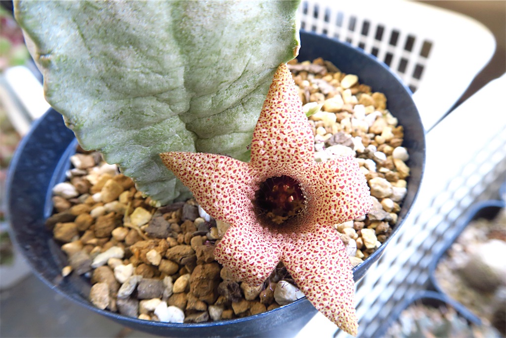 あなたの知らない世界〜ガガイモの花〜 - まほろば : チャオの多肉ブログ