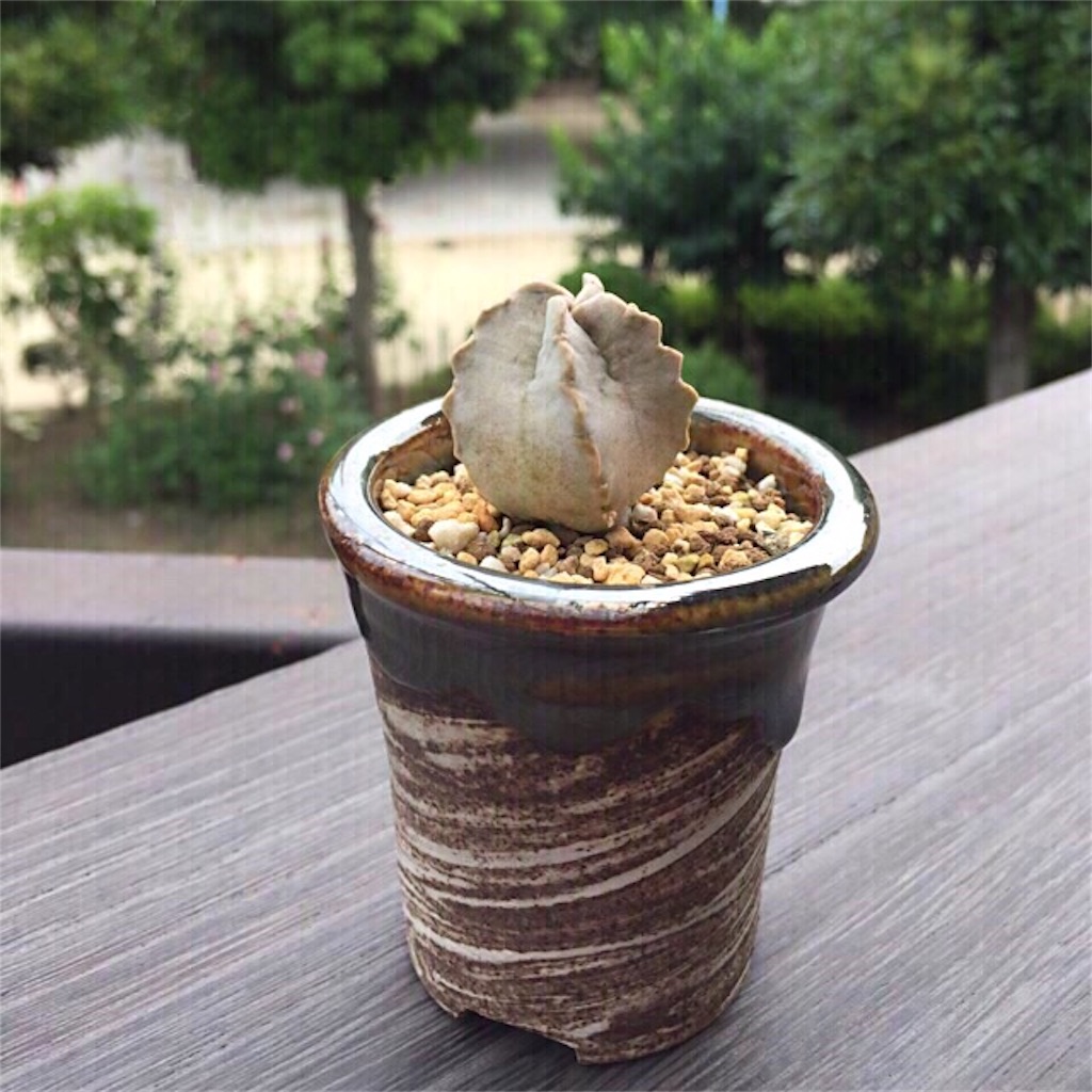 あなたの知らない世界〜ガガイモの花〜 - まほろば : チャオの多肉ブログ