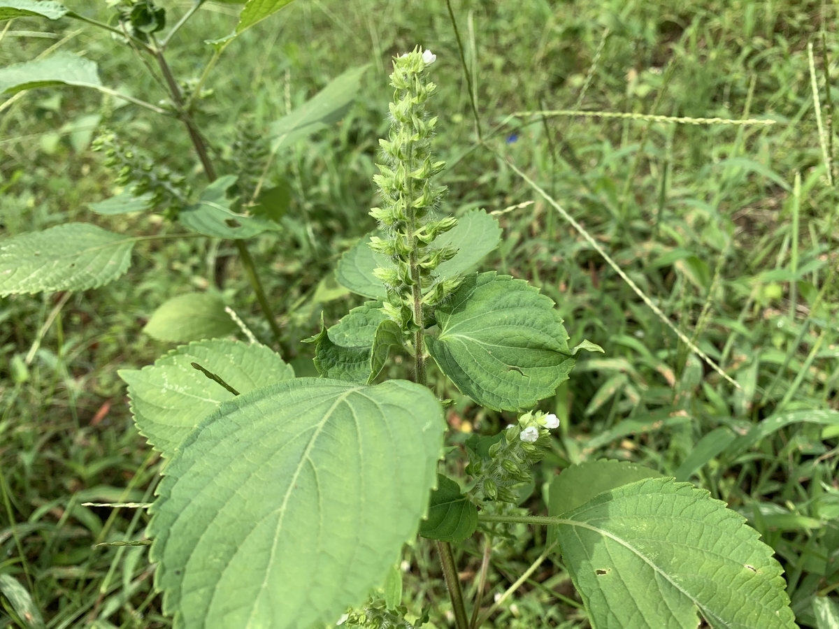 f:id:cicahouse:20200906201656j:plain
