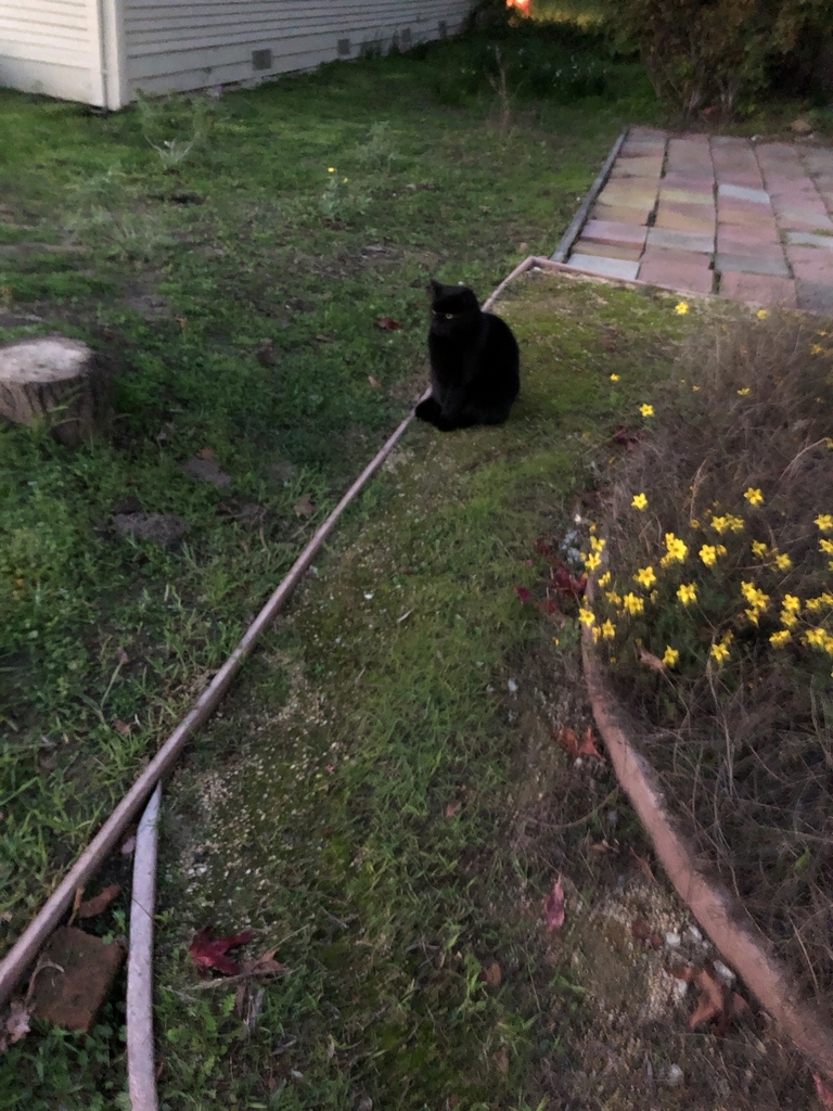 f:id:ciel114:20190130144224j:plain