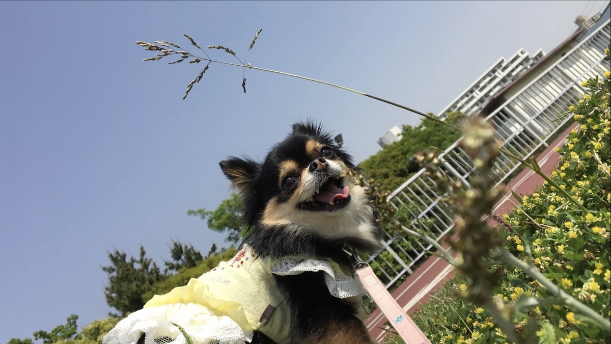 f:id:ciel114:20200513225042j:plain