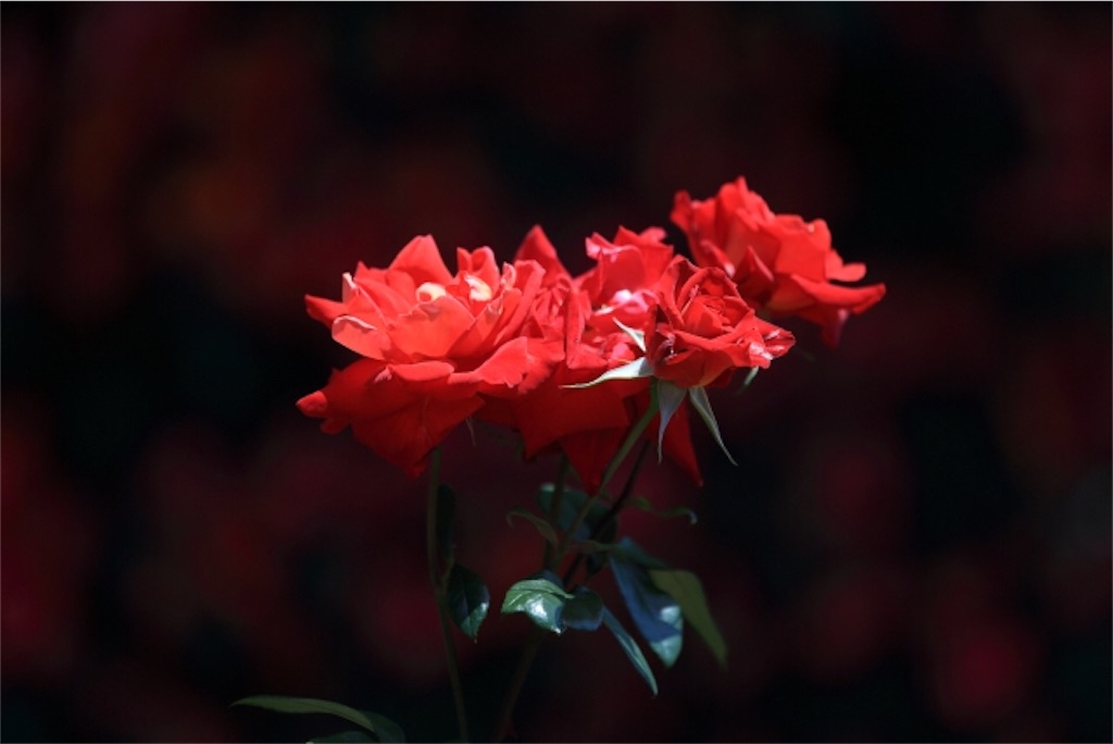 f:id:ciel114:20201115005112j:image