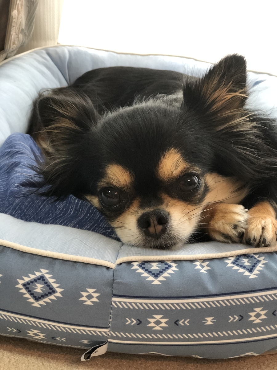 犬 ひんやり ベッド ニトリ 犬 ひんやり ベッド ニトリ Okepictidlx