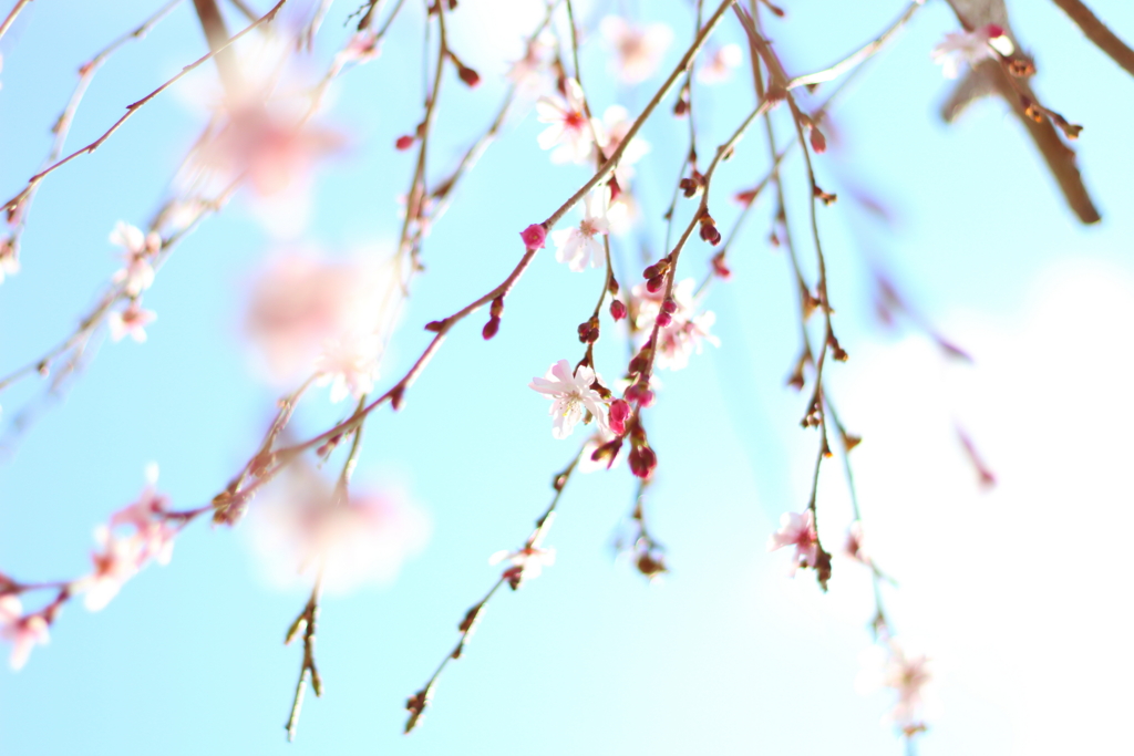 f:id:ciel28:20170415235509j:plain