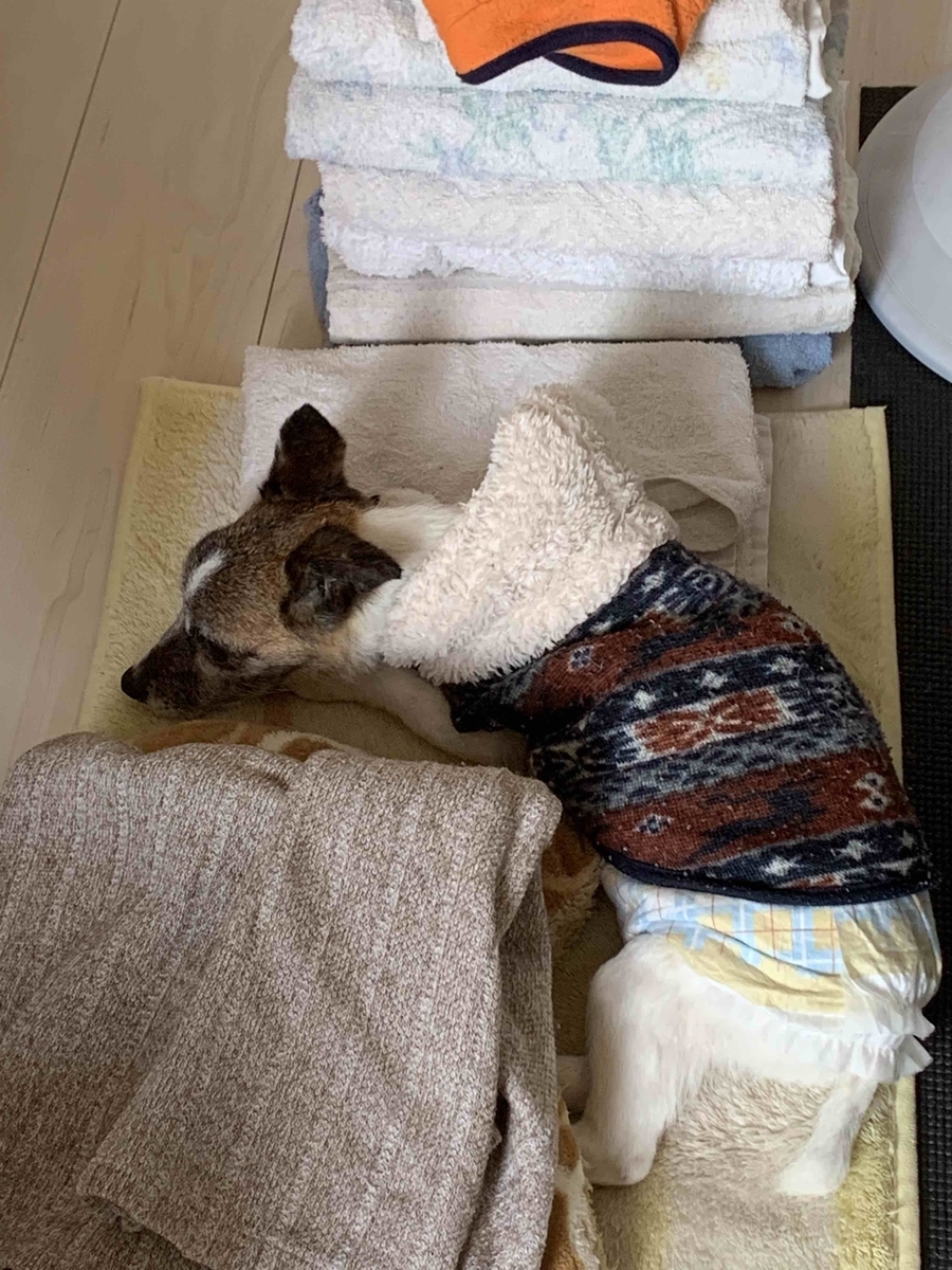 ペット(犬)　ライくんの話６　起き上がれない問題・おむつ使用開始（蛋白漏出性腸症・低タンパク血症・低アルブミン血症)