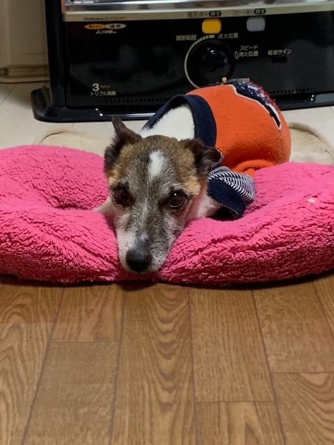 ペット(犬)　ライくんの話９　ご飯(食後の嘔吐)＆足腰の弱り（蛋白漏出性腸症・低タンパク血症・低アルブミン血症)