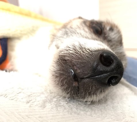ペット(犬)　ライくんの話９　ご飯(食後の嘔吐)＆足腰の弱り（蛋白漏出性腸症・低タンパク血症・低アルブミン血症)
