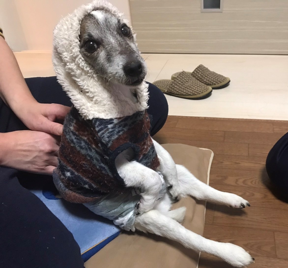 ペット(犬)　ライくんの話１０　歩けない。でも食欲がある。（蛋白漏出性腸症・低タンパク血症・低アルブミン血症)
