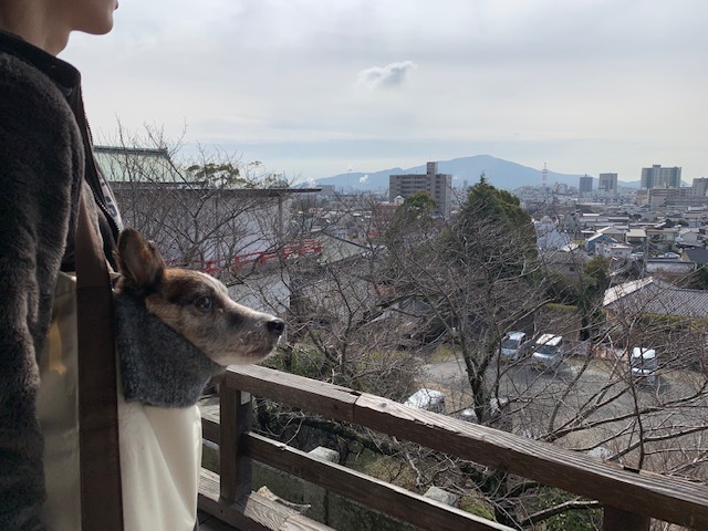 ペット(犬)　ライくんの話１０　歩けない。でも食欲がある。（蛋白漏出性腸症・低タンパク血症・低アルブミン血症)