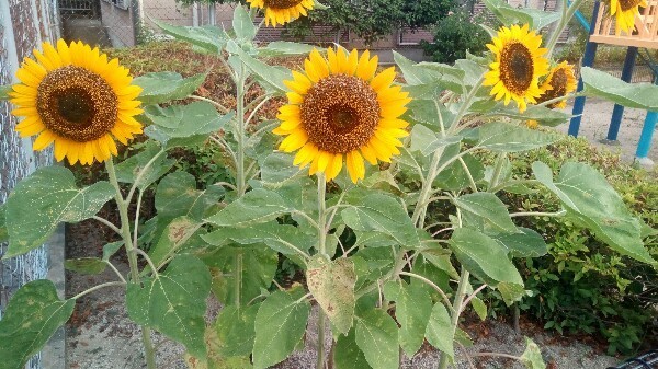 f:id:cild:20180809111750j:plain