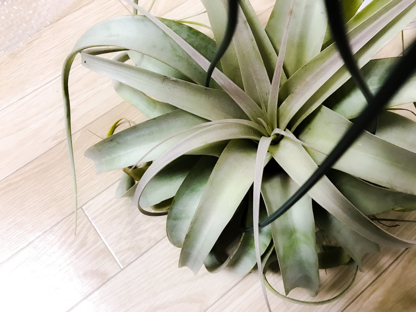 f:id:cimacox:20180116204928j:plain f:id:cimacox:20180116204928j:plain