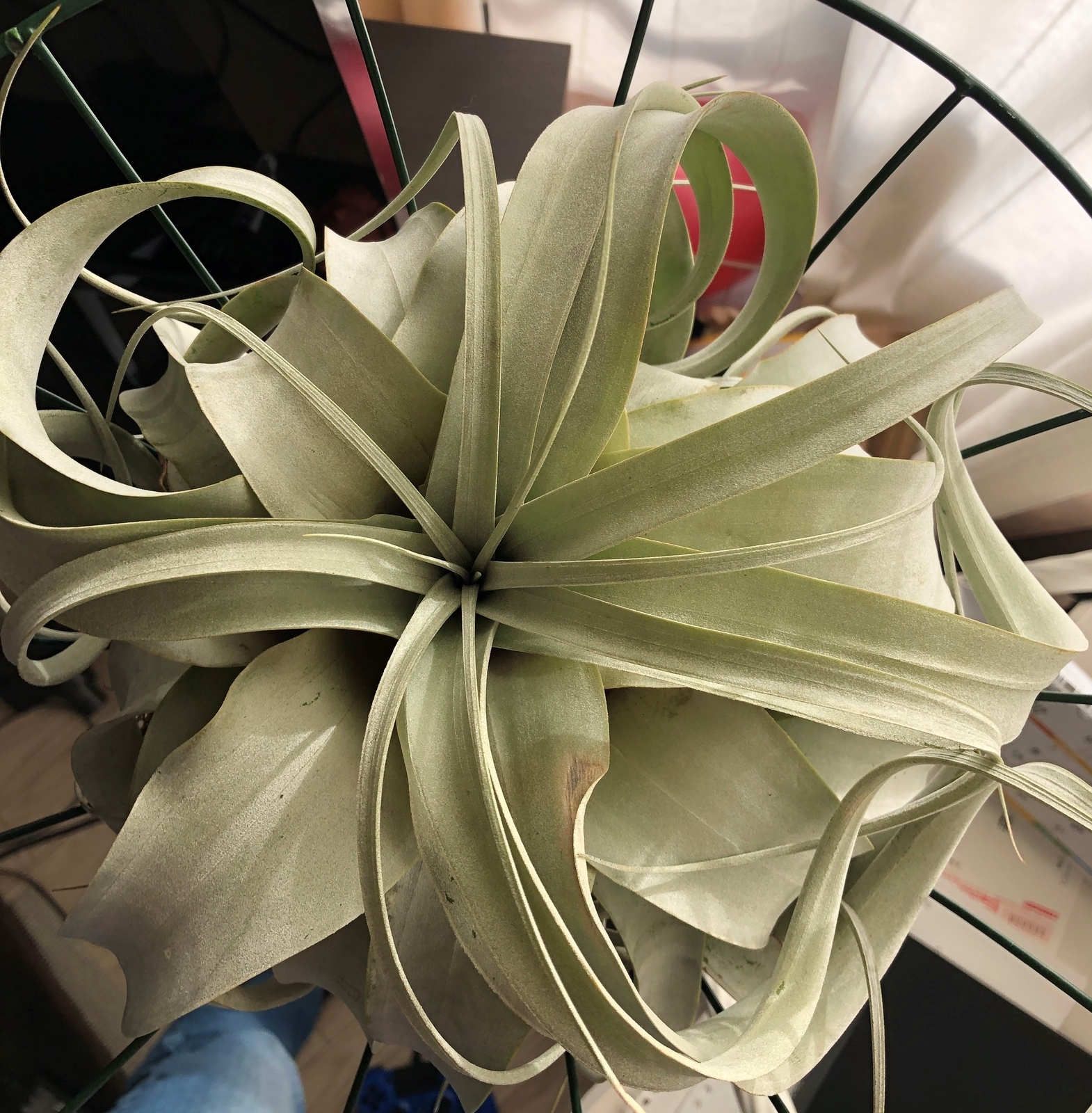 f:id:cimacox:20190130084951j:plain f:id:cimacox:20190130084951j:plain